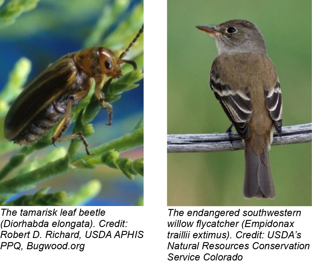 Southwest Willow Flycatcher's conservation